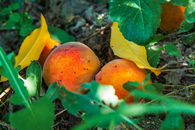 Closeup rotten peaches on the ground