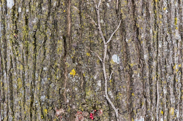 Closeup Rough tree bark texture