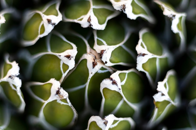 Photo closeup of a royal agave plant