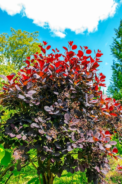 Photo closeup of royal purple shrub with dark purple leaves cotinus smoke tree