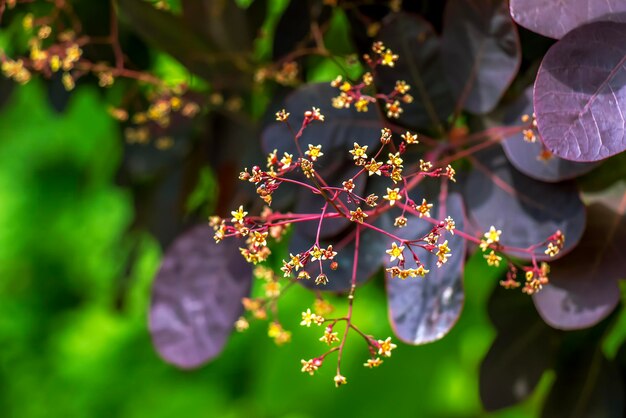 Photo closeup of royal purple shrub with dark purple leaves cotinus smoke tree