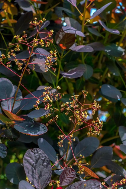 Photo closeup of royal purple shrub with dark purple leaves cotinus smoke tree