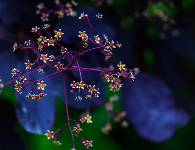 Photo closeup of royal purple shrub with dark purple leaves cotinus smoke tree