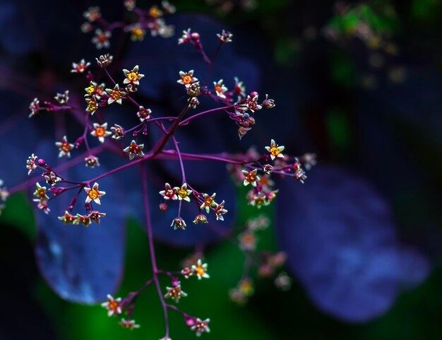 Foto close-up di un arbusto viola reale con foglie viola scura cotinus smoke tree