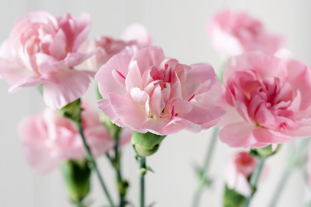 Closeup roze anjer bloemen bloeien ondiepe scherptediepte