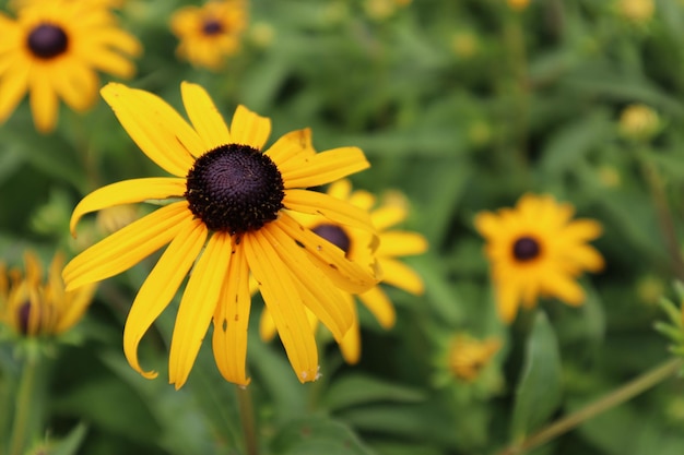 Closeup of Rudbeckia hirta commonly called blackeyed Susan