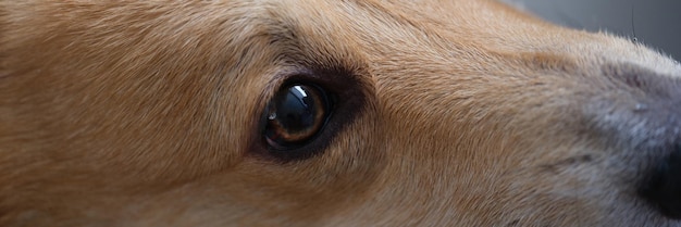 Closeup of sad eyes of purebred corgi dog