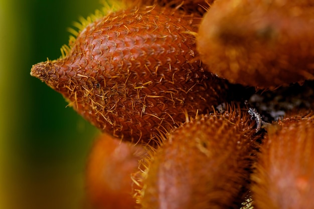 Closeup of salak or snake fruit