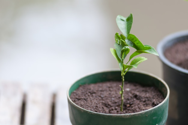 Photo closeup of sapling lemon