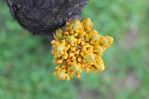 사라카 다이빙의 근접 촬영은 Fabaceae 가족에 속하는 사라카 속의 나무 종입니다