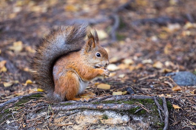 Closeup schattige kleine eekhoorn zit op de grond op zijn achterpoten en houdt noten in zijn poten