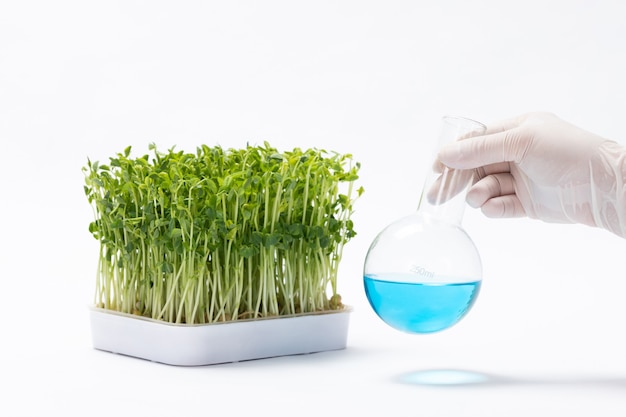 Closeup of a scientist preparing toxic substances for pea sprouts in a laboratory