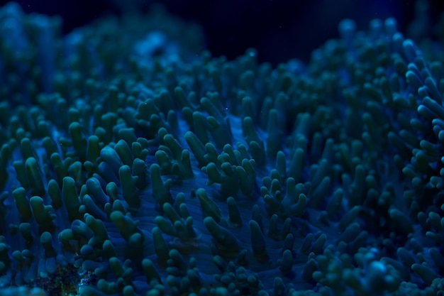 Closeup sea corals Rhodactis sp