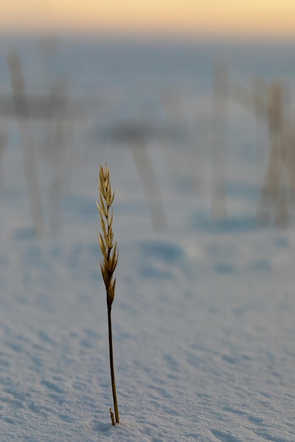 Arviat Nunavut Canada 근처의 설경으로 덮인 바다 라임 잔디 Leymus arenarius의 근접 촬영