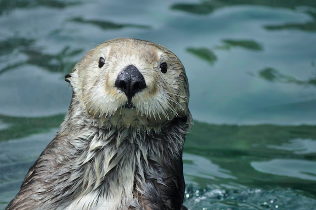 Closeup of a Sea otter in the lake