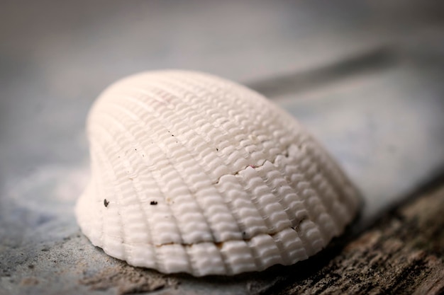 Photo closeup of sea shell