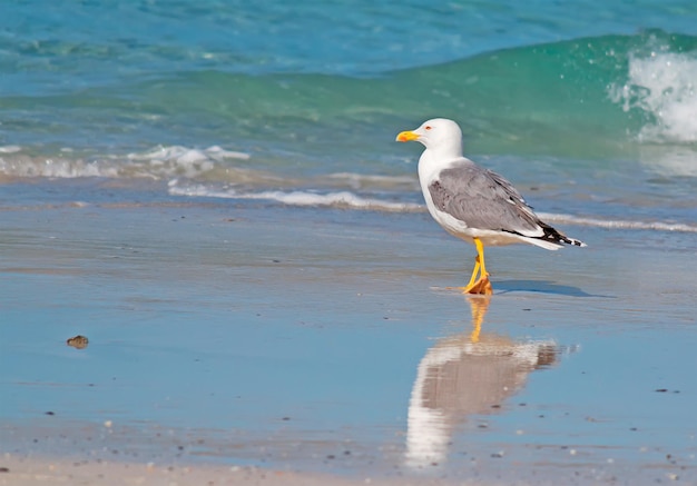 Closeup of a seagull walking by the foreshore in Stintino