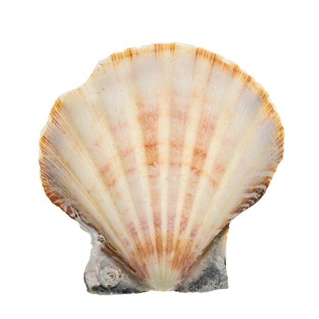 Closeup of a seashell isolated on a white background high details studio shot image