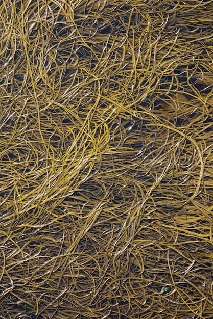 Closeup of Seaweed Background on Beach