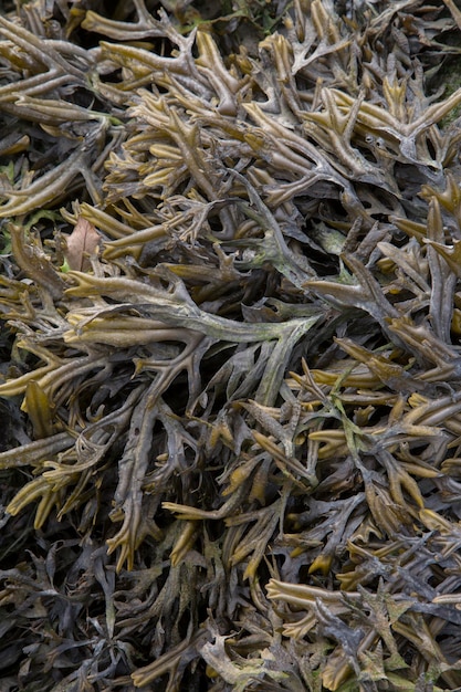 Closeup of Seaweed on Beach