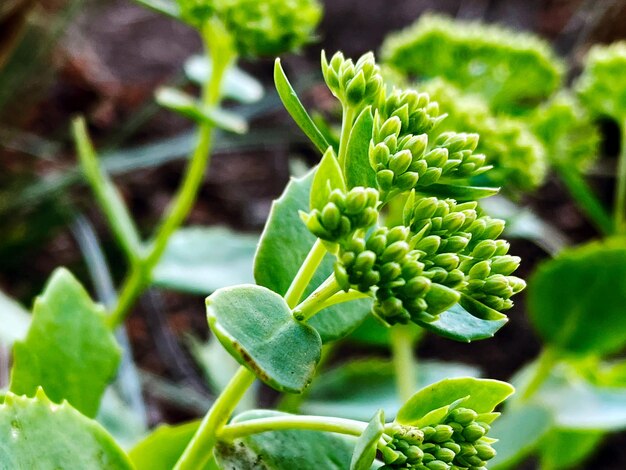 A closeup of a sedum plant