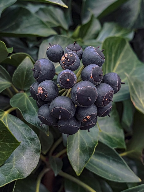 Closeup of seed pods with green leaves in the garden