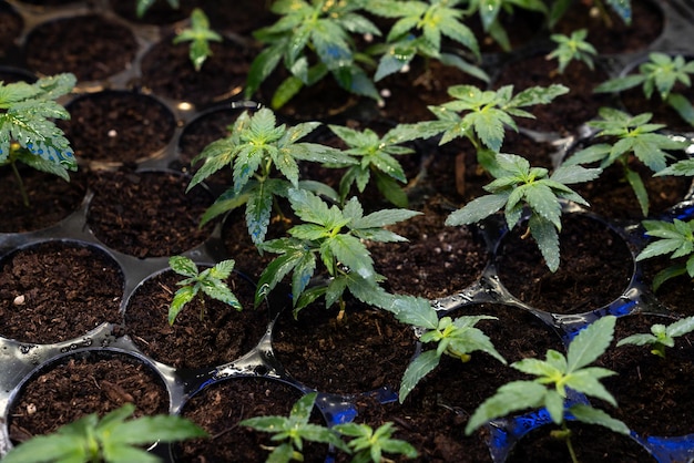 Closeup seedlings cannabis seedlings in gratifying soilfilled planting tray