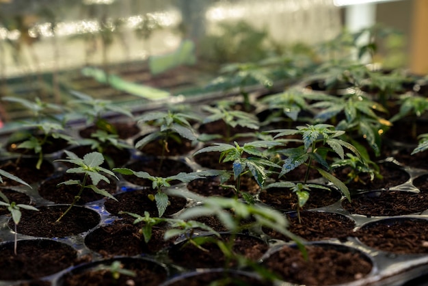 Foto primo piano piantine di cannabis piantine in gratificante vassoio di semina riempito di terreno