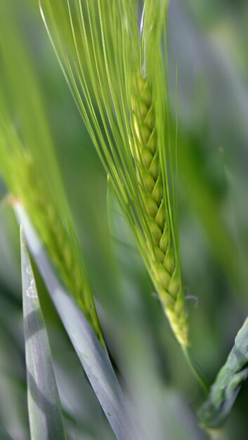 Closeup on seeds in a rye of barley growing in a field shooting on macro proceed