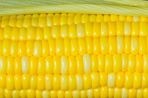 Крупным планом семена сладкой кукурузы подряд Капля воды на желтом семени
