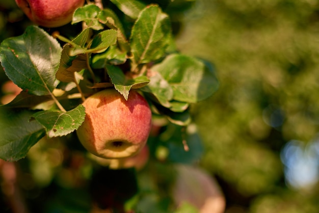 Closeup selectieve focus appel op een tak in de zomertuin in het dorp