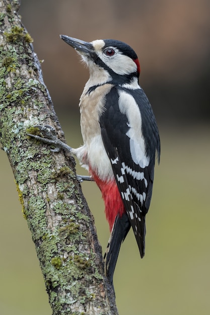 Closeup selective focus shot of a beautiful hairy woodpecker