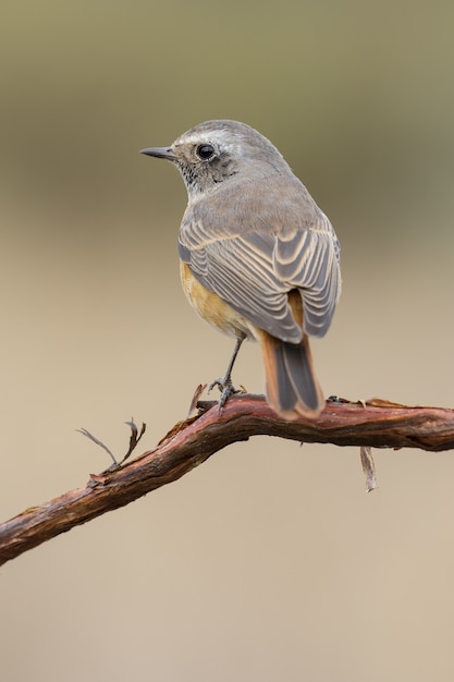 Primo piano fuoco selettivo colpo di un bellissimo mockingbird settentrionale