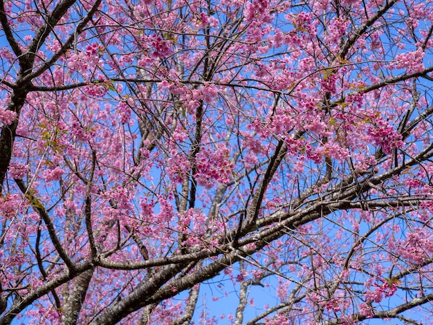 Closeup selective focused many blooming pink wild Himalayan cherries on tree branches on bright clear blue sky background.  Cherry pink blossom Sakura Thailand flower or Prunus Cerasoides.