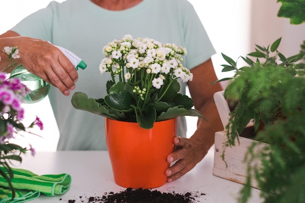 家の庭と趣味の概念の家の植物の世話をしているカジュアルな服でガーデニングのシニア白人女性の手のクローズアップ