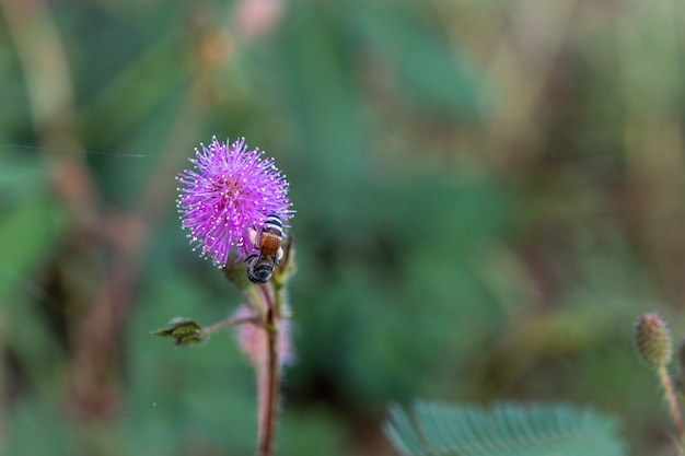 敏感な植物の花、ミモザプディカへのクローズアップ