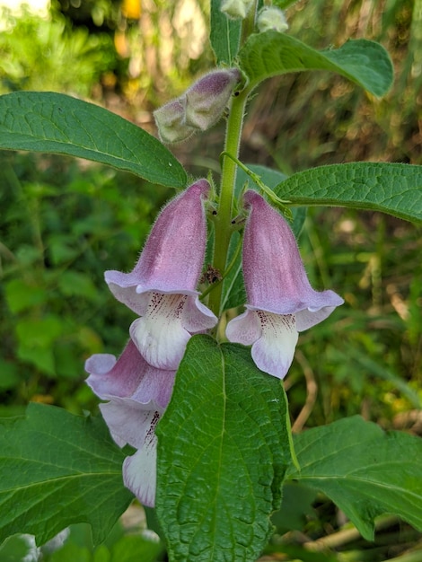 Closeup of sesamum radiatum plant at the garden