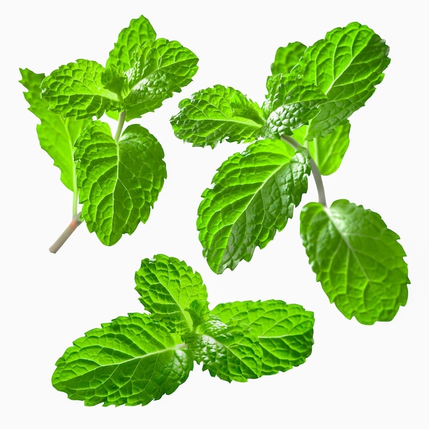 Closeup set of fresh mints leaves background