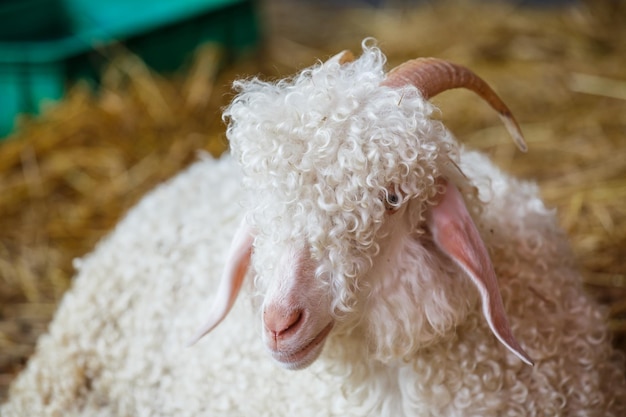 Closeup sheep's head in farm