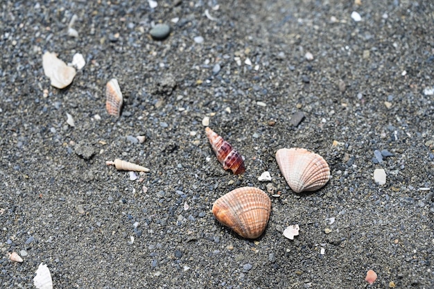 Closeup of shells on the beach