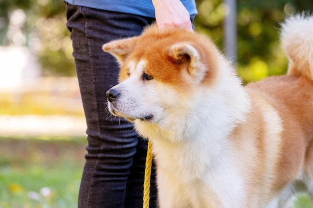 その所有者の横にある柴犬犬のクローズ アップ