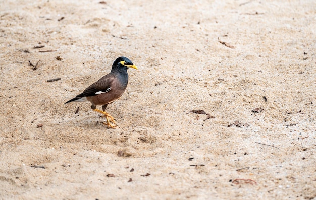 Близкий снимок Acridotheres tristis, также известного как Common Myna на песчаном пляже Подробный вид, изображающий оперение птиц и уникальные особенности прибрежной среды