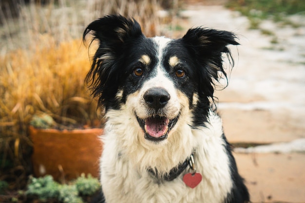 Closeup shot of an adorable border collie