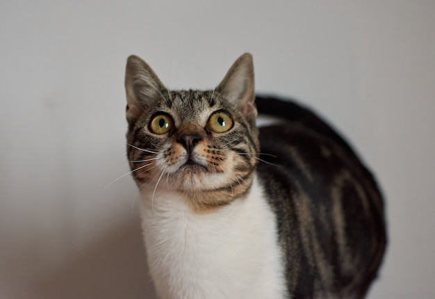 A closeup shot of an adorable cat on white