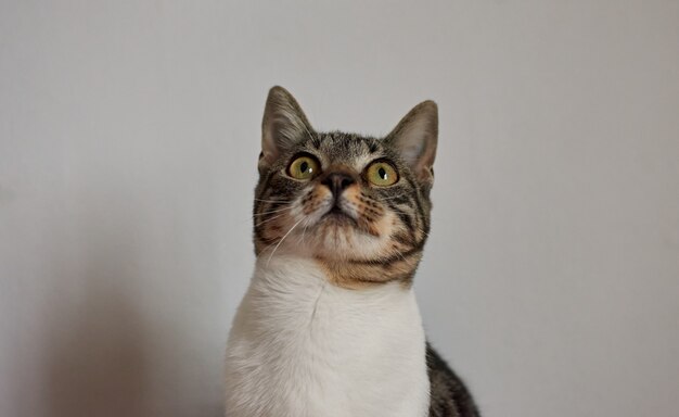 A closeup shot of an adorable cat on white