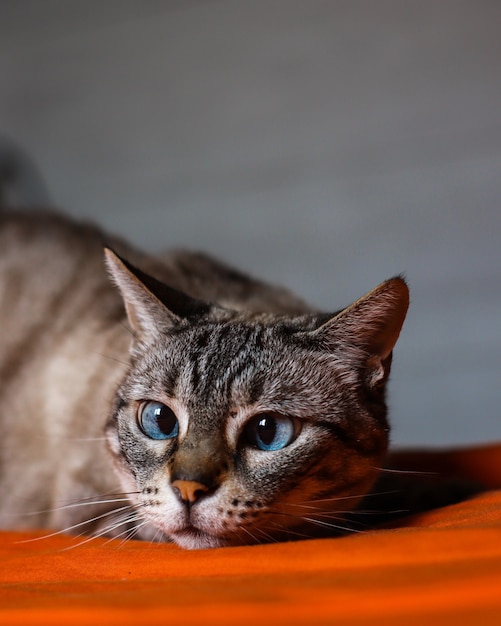 ぼやけたシーンに青い目をした愛らしい猫のクローズアップショット