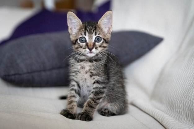 Primo piano di un adorabile gattino seduto sul divano