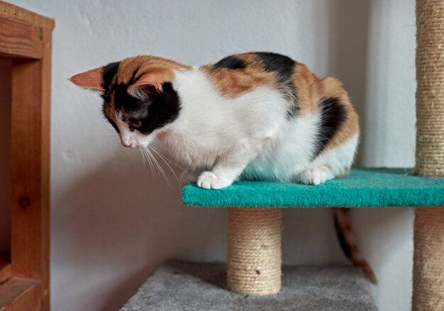 A closeup shot of an adorable tricolor cat