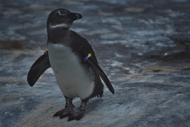 Foto una ripresa ravvicinata di un pinguino africano su una pietra in uno zoo