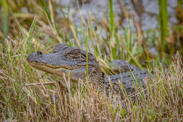 Closeup shot of an alligator near a swamp